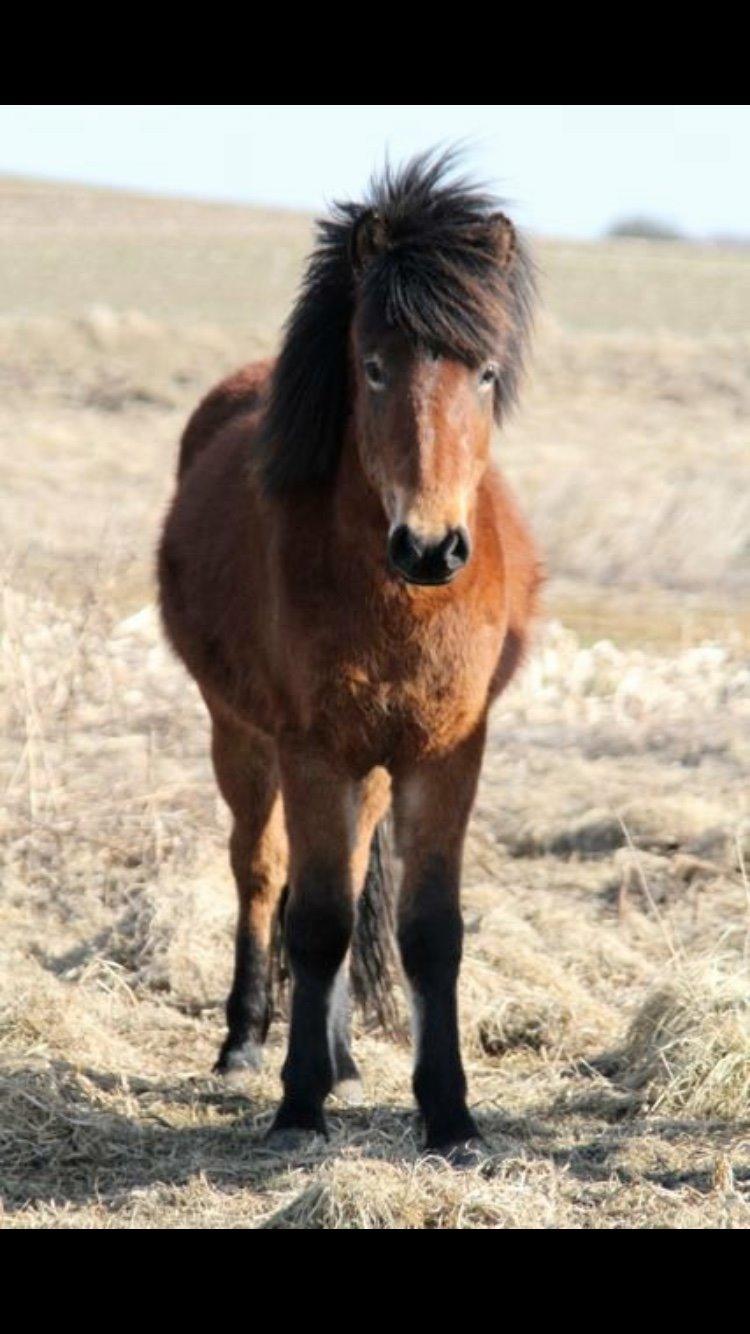 Islænder Náttfari fra Ll. Hafmey billede 14
