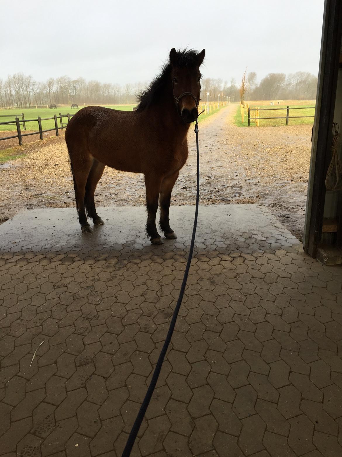 Islænder Náttfari fra Ll. Hafmey billede 15