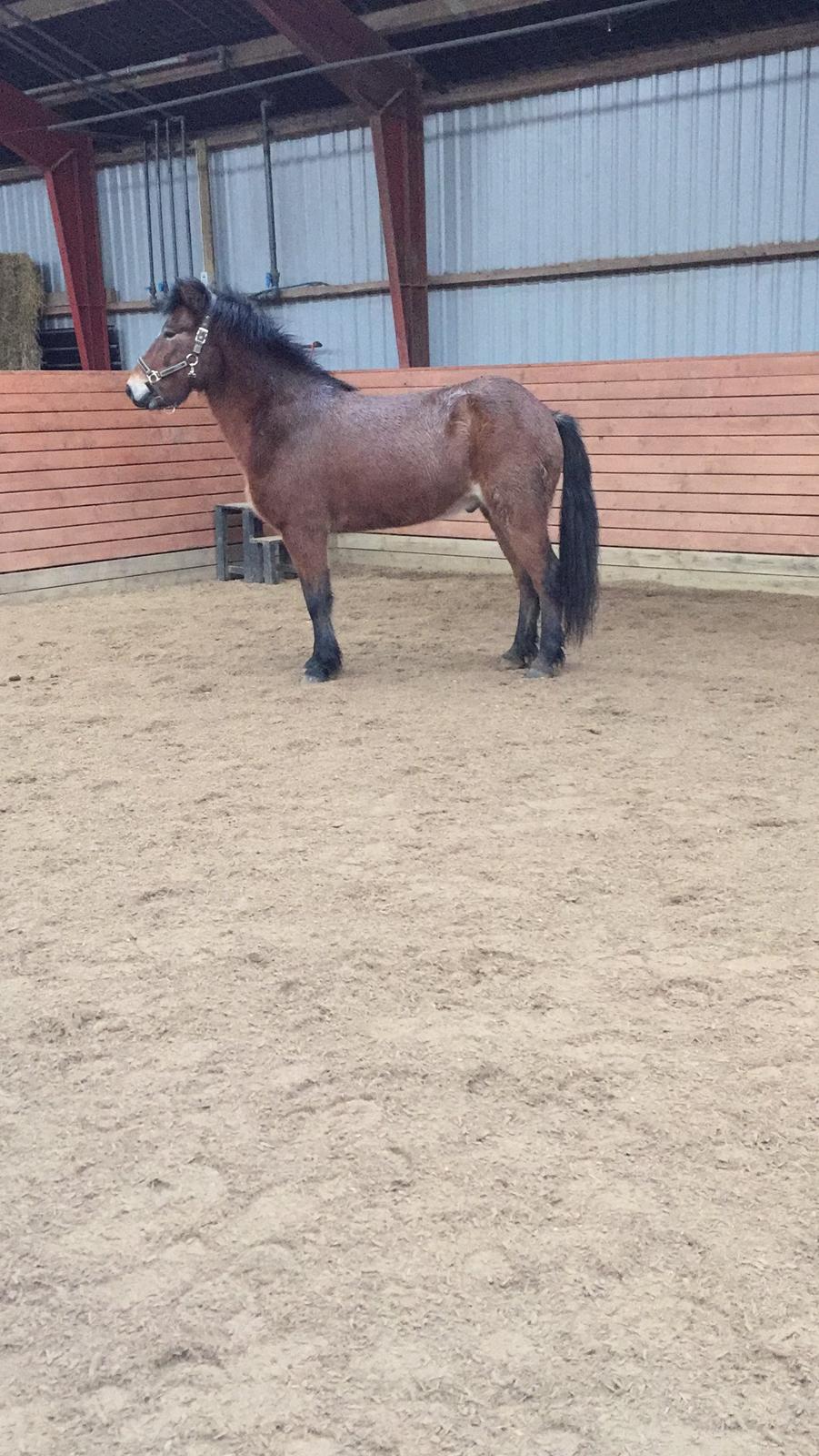 Islænder Náttfari fra Ll. Hafmey billede 16