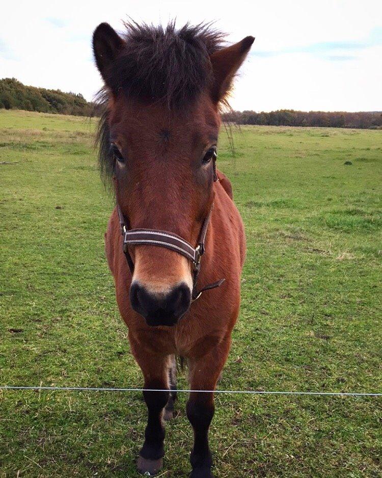 Islænder Náttfari fra Ll. Hafmey billede 11