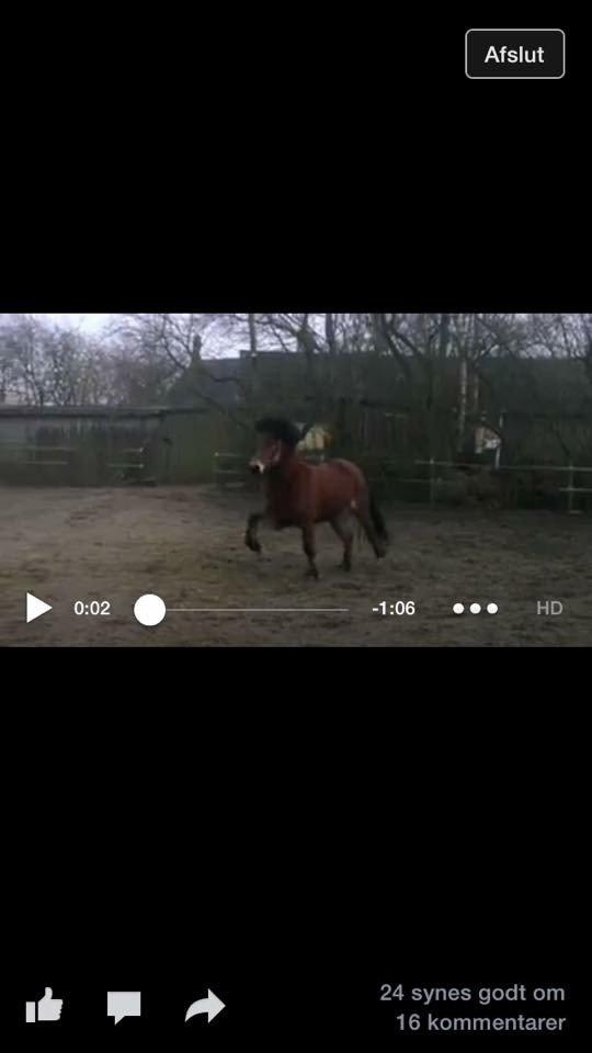 Islænder Náttfari fra Ll. Hafmey billede 2