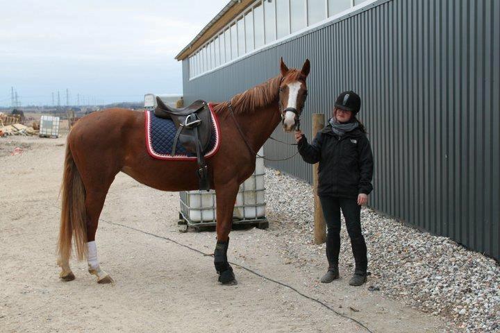 Polsk Varmblod Emma - Smukke Emma, efter dressur trænning <3 billede 27