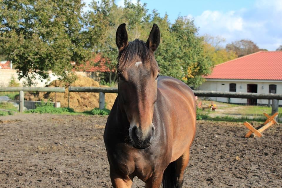 Oldenborg Paddington Skrold billede 15