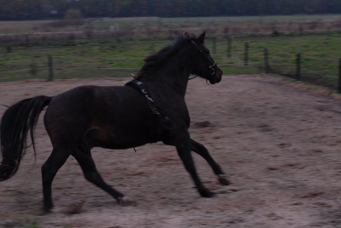 Oldenborg Benny   *Solgt* billede 5