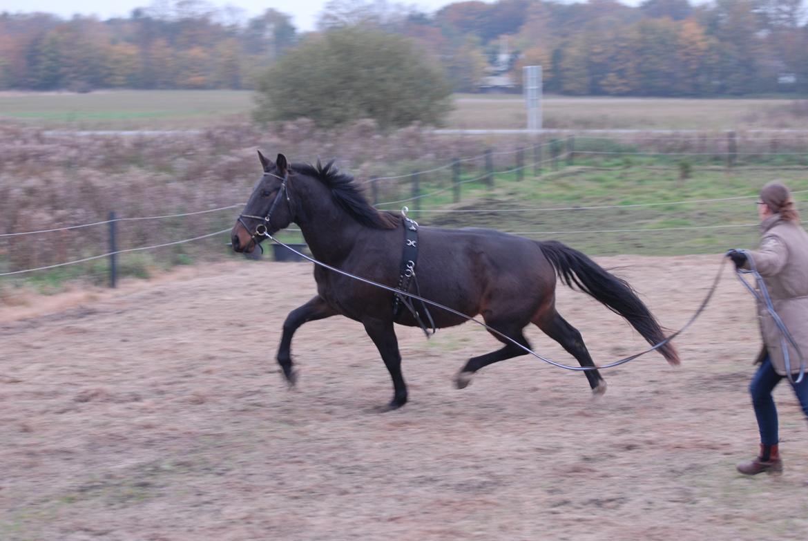 Oldenborg Benny   *Solgt* billede 4