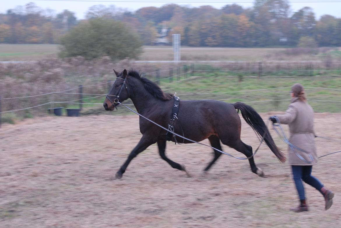 Oldenborg Benny   *Solgt* billede 6