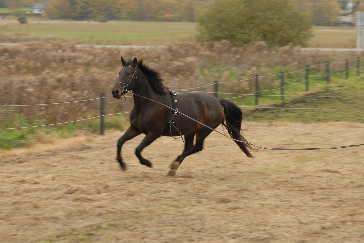 Oldenborg Benny   *Solgt* billede 3