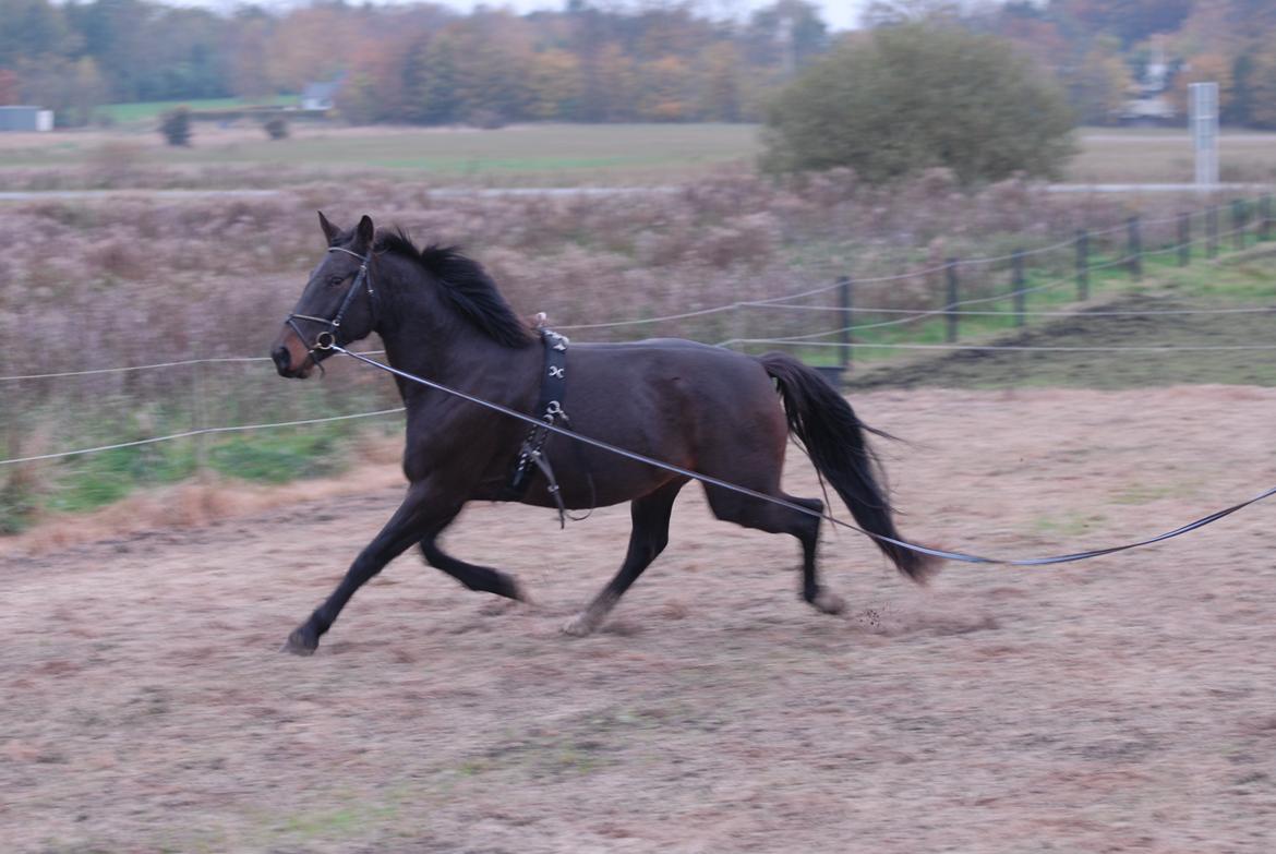 Oldenborg Benny   *Solgt* billede 7