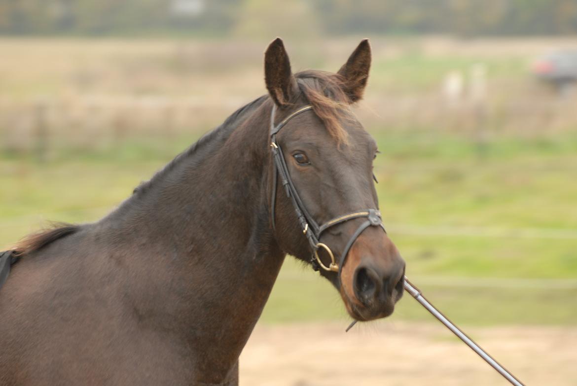 Oldenborg Benny   *Solgt* billede 2