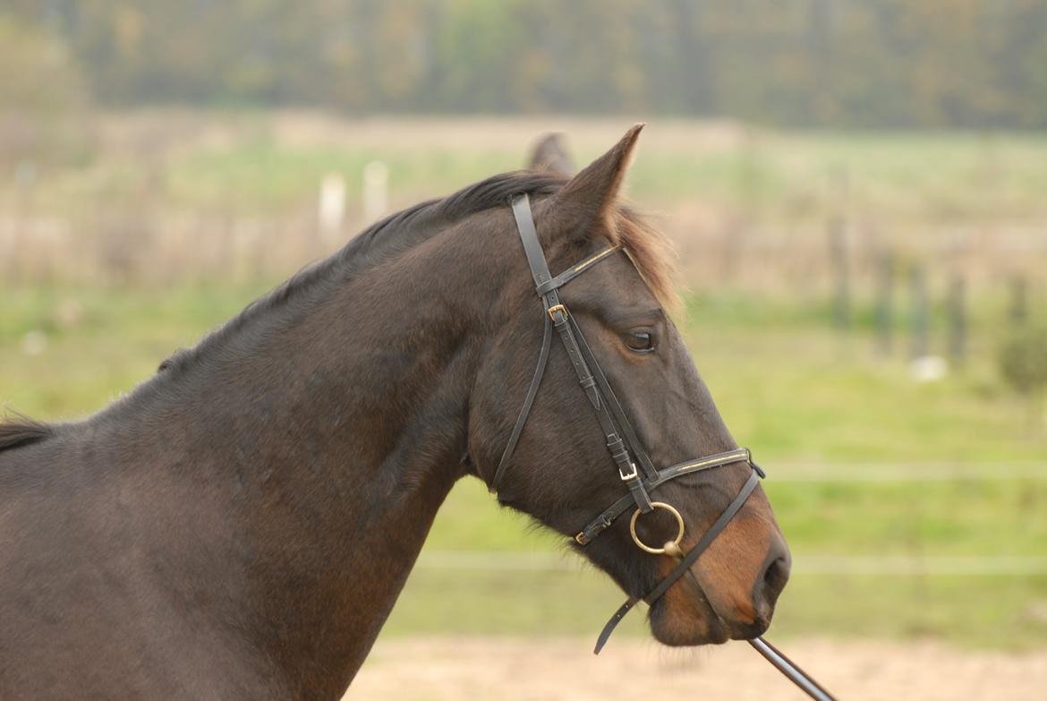 Oldenborg Benny   *Solgt* billede 9