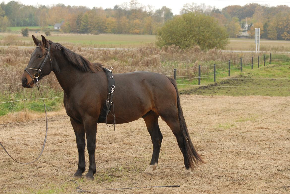 Oldenborg Benny   *Solgt* billede 10