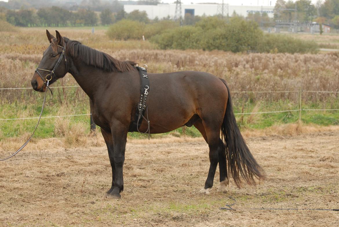 Oldenborg Benny   *Solgt* billede 1