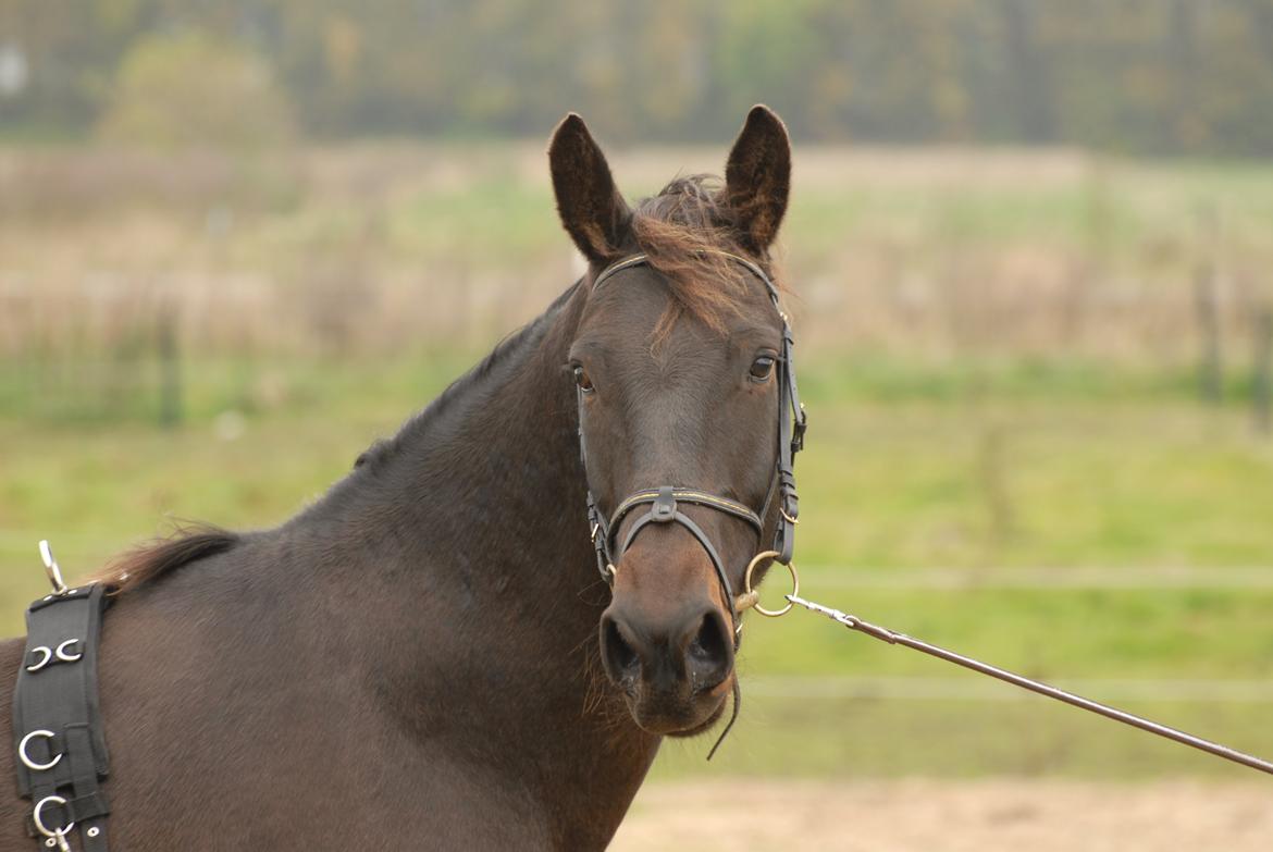 Oldenborg Benny   *Solgt* billede 8