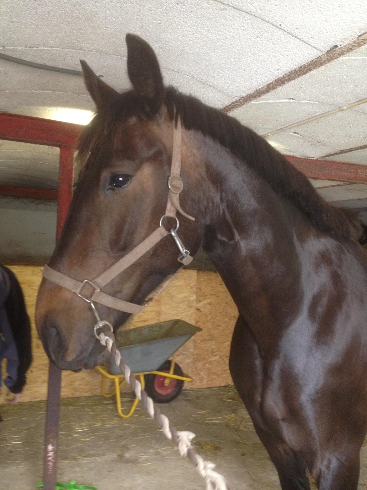 Oldenborg Benny   *Solgt* - Det lange garn er lige kommet af. billede 11