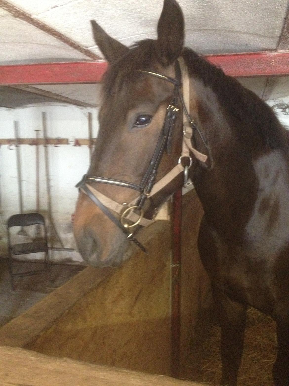 Oldenborg Benny   *Solgt* - Tilvænning til trense og bid, fuldstændig ligeglad. billede 13