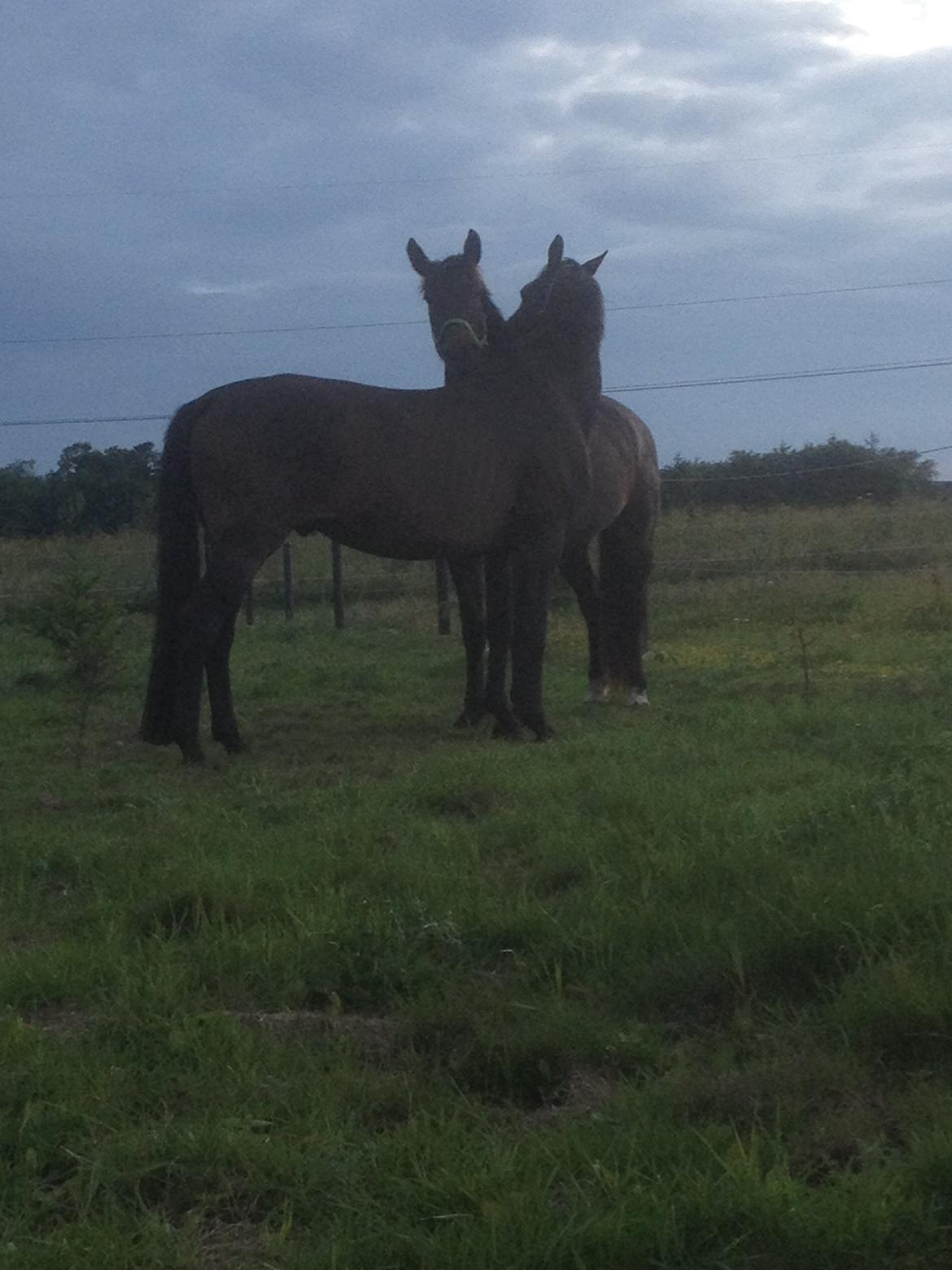 Oldenborg Benny   *Solgt* - Benny og Winston holder hyggestund. billede 12