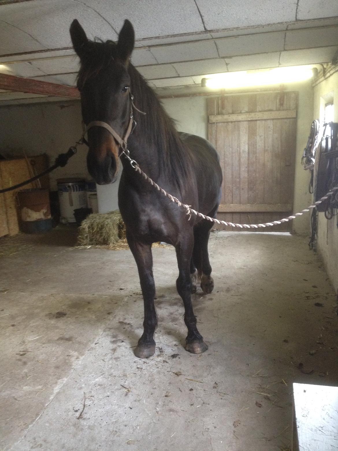 Oldenborg Benny   *Solgt* - Inden garnet røg af. billede 14