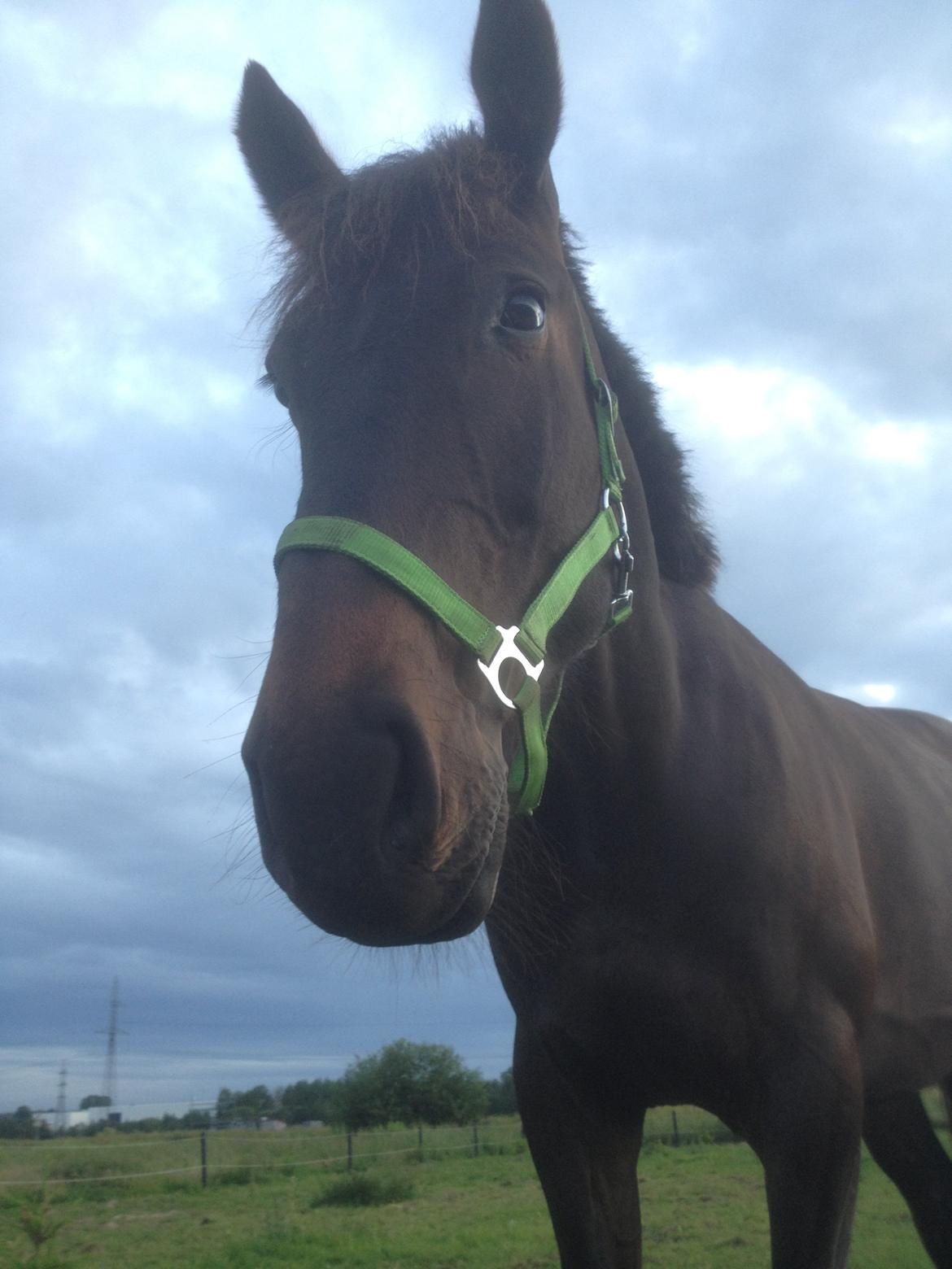 Oldenborg Benny   *Solgt* billede 15