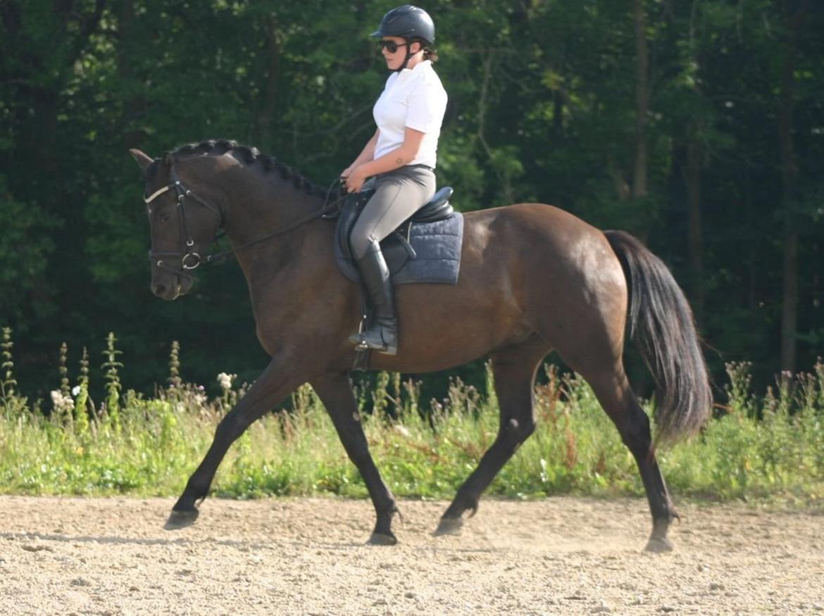 Anden særlig race Lundens Kesanto (Hovsa) billede 1