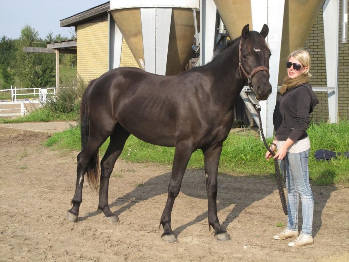 Anden særlig race Lundens Kesanto (Hovsa) billede 3