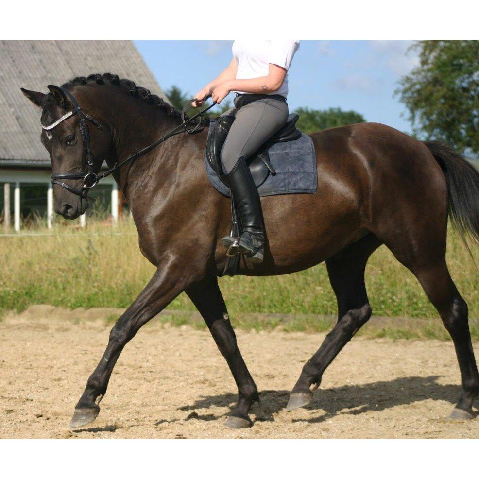 Anden særlig race Lundens Kesanto (Hovsa) billede 4