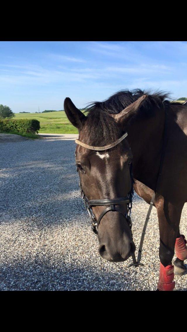Anden særlig race Lundens Kesanto (Hovsa) billede 6