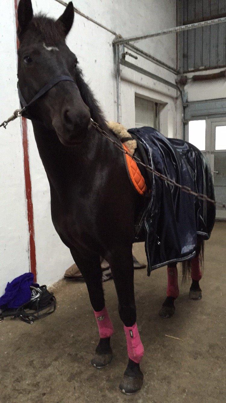 Anden særlig race Lundens Kesanto (Hovsa) billede 7