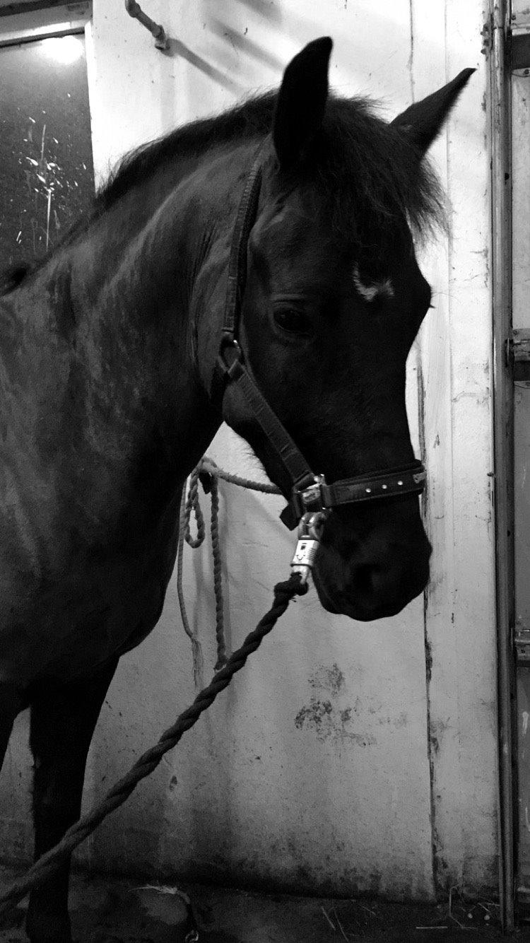 Anden særlig race Lundens Kesanto (Hovsa) billede 8