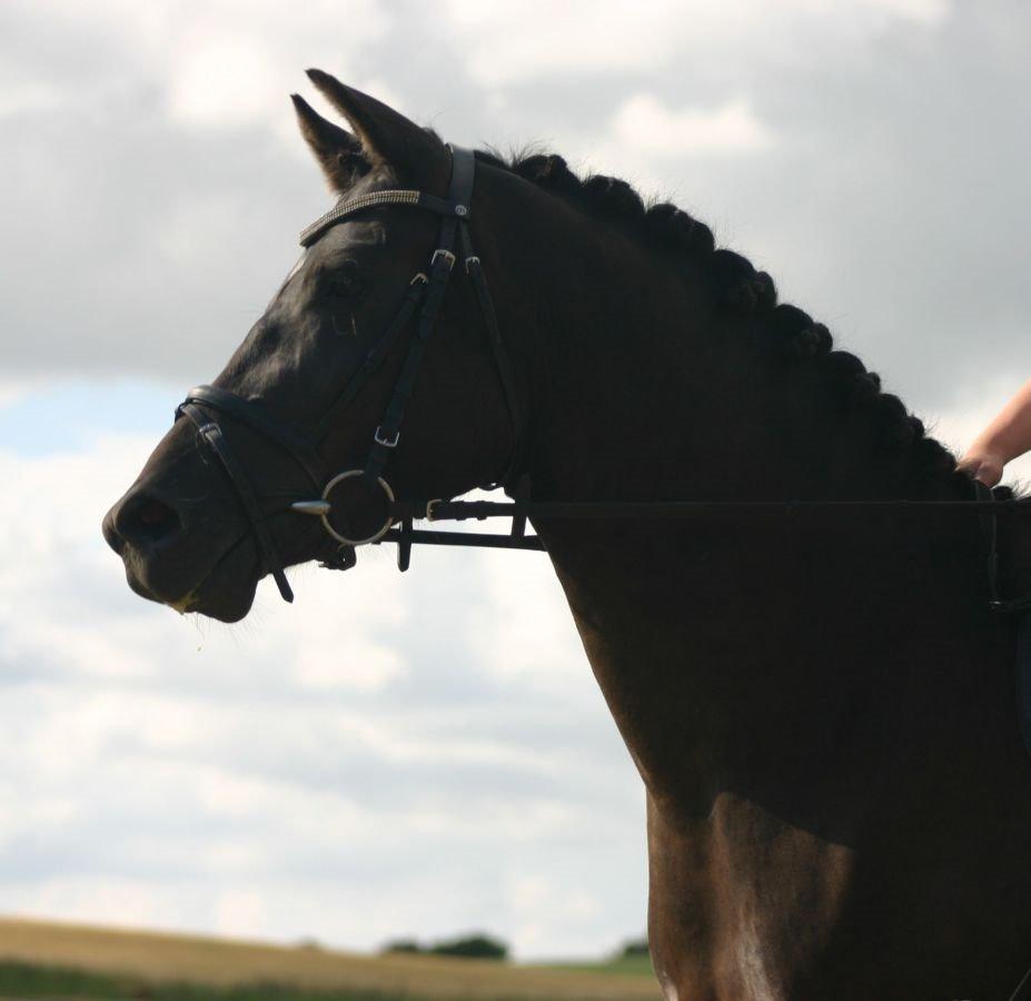 Anden særlig race Lundens Kesanto (Hovsa) billede 2