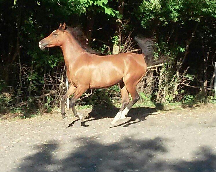 Arabisk fuldblod (OX) JE T´AIME billede 12