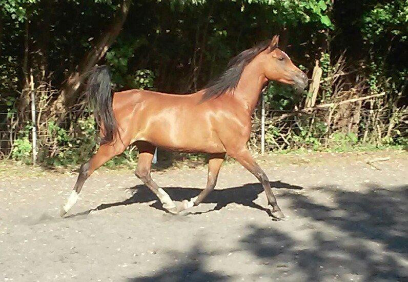 Arabisk fuldblod (OX) JE T´AIME billede 1