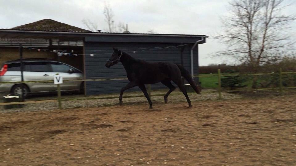 Dansk Varmblod Imhoff's freedom billede 19