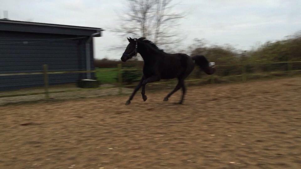 Dansk Varmblod Imhoff's freedom billede 21