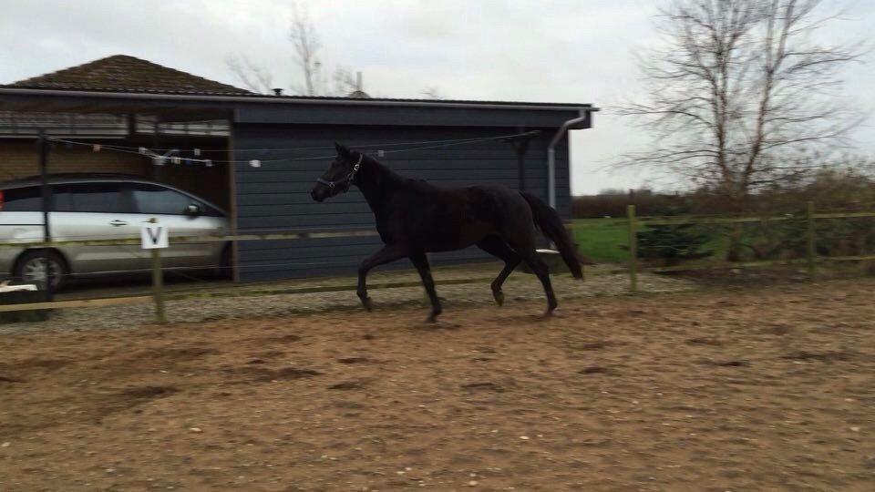 Dansk Varmblod Imhoff's freedom billede 20