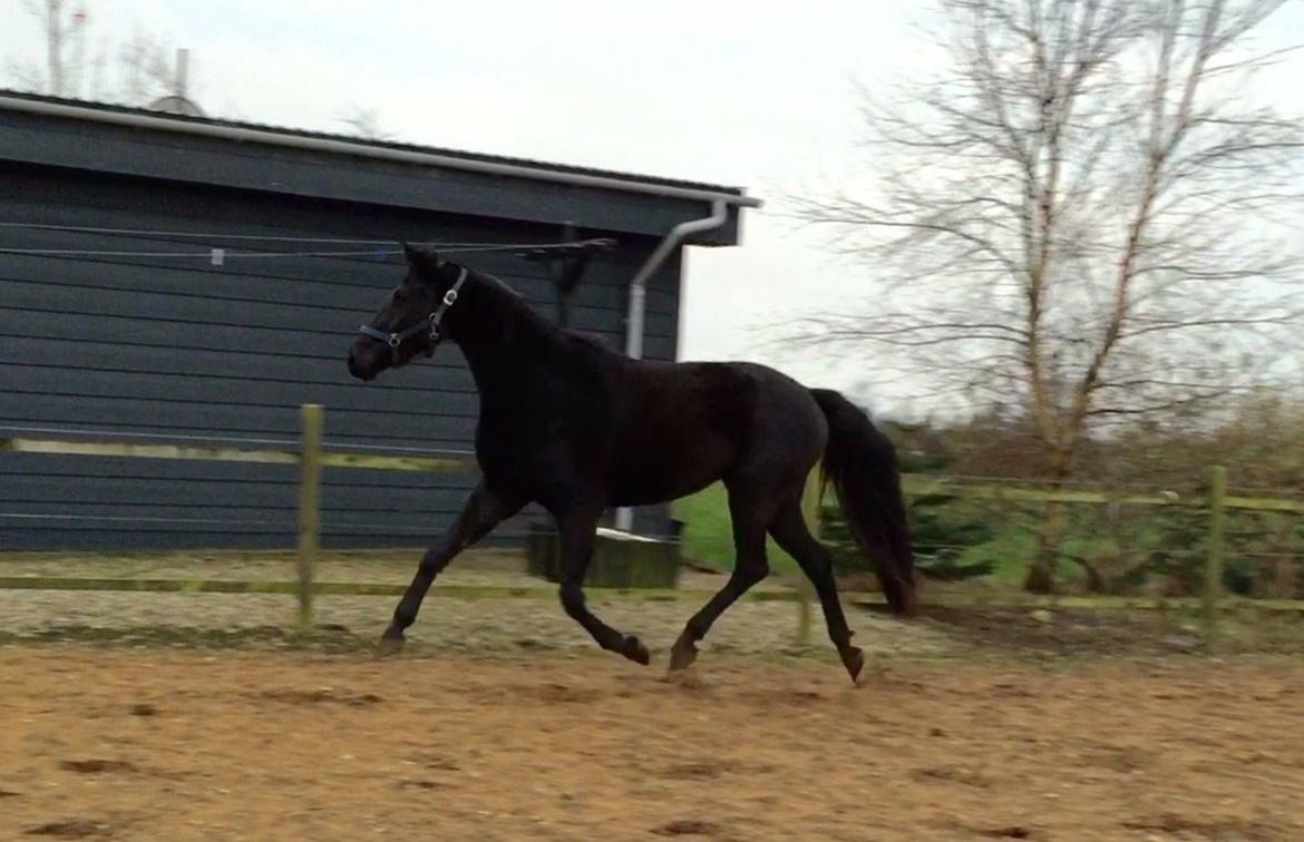 Dansk Varmblod Imhoff's freedom billede 22