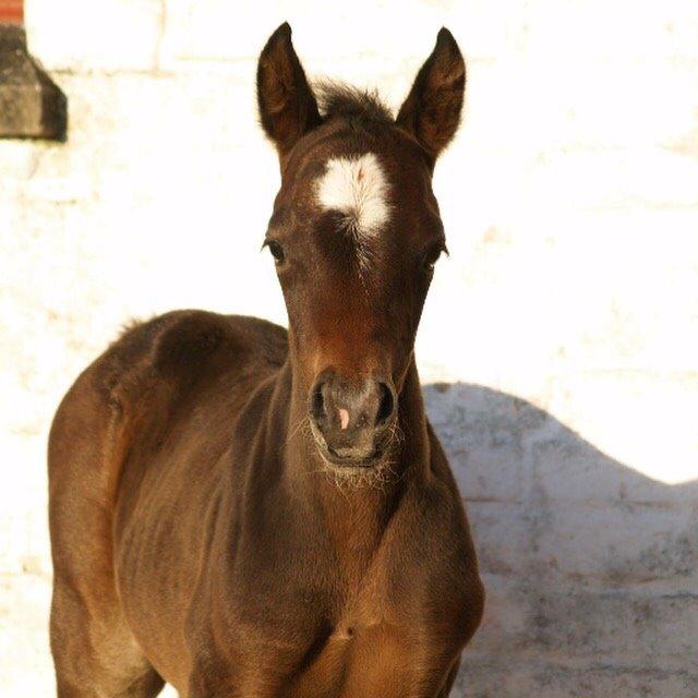 Anden særlig race Bækkeskovens Hurricane billede 4