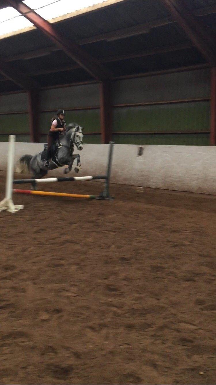 Anden særlig race Bækkeskovens Hurricane billede 5