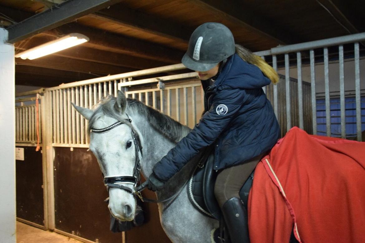 Anden særlig race Bækkeskovens Hurricane billede 7