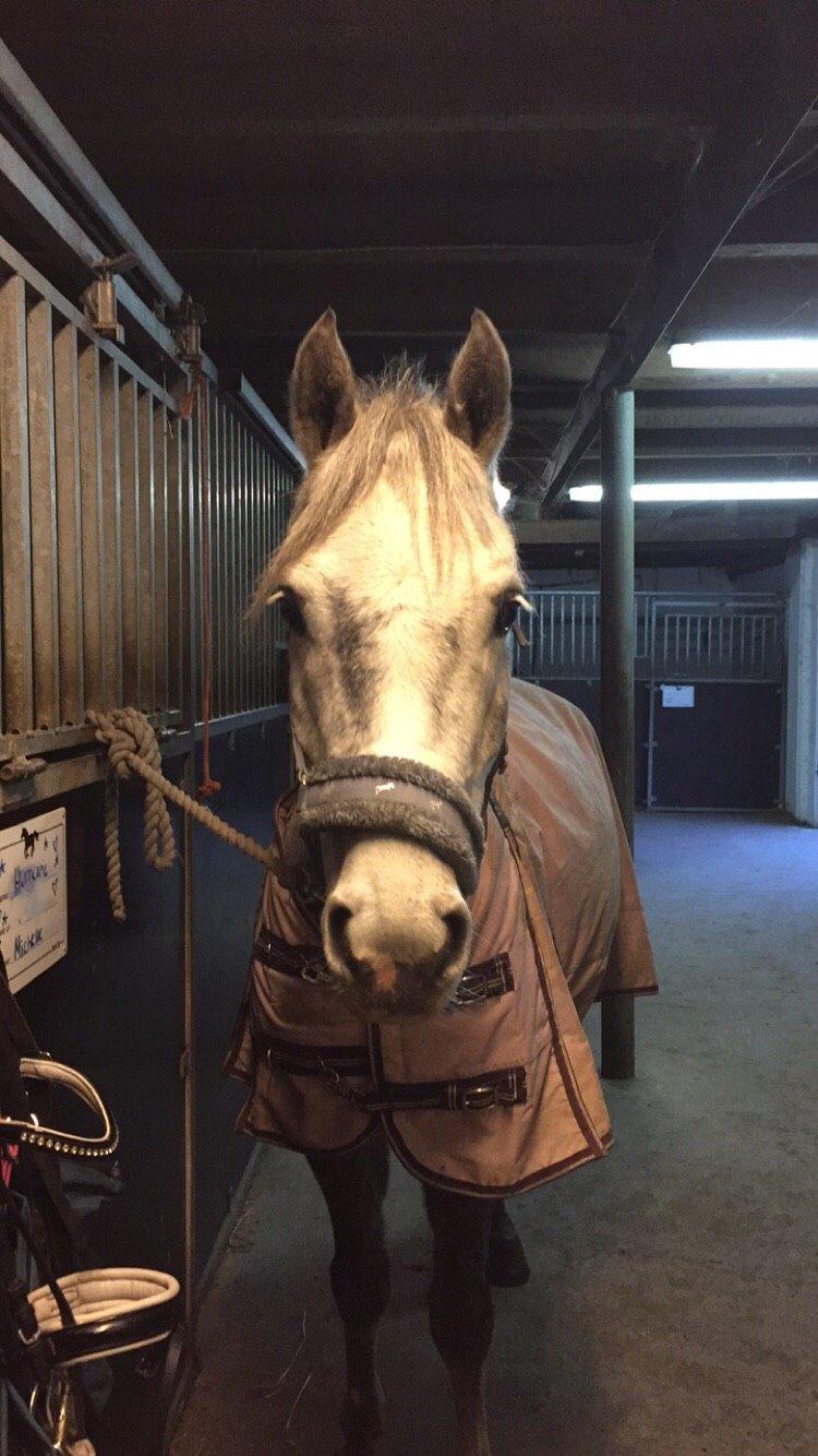 Anden særlig race Bækkeskovens Hurricane billede 8