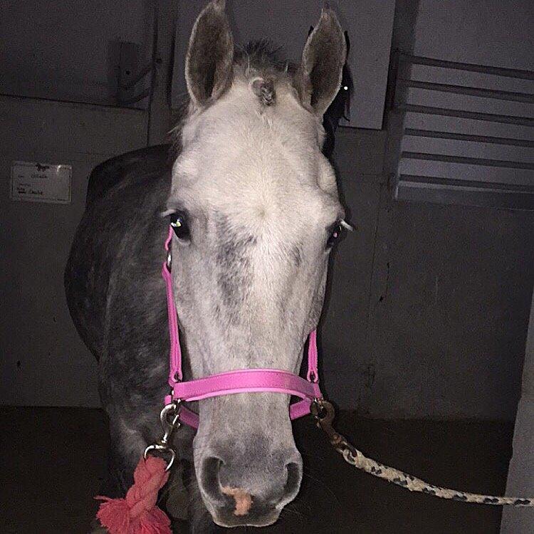 Anden særlig race Bækkeskovens Hurricane billede 12