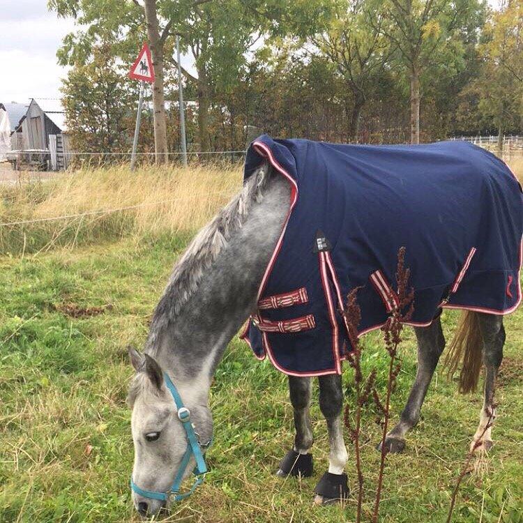 Anden særlig race Bækkeskovens Hurricane billede 16