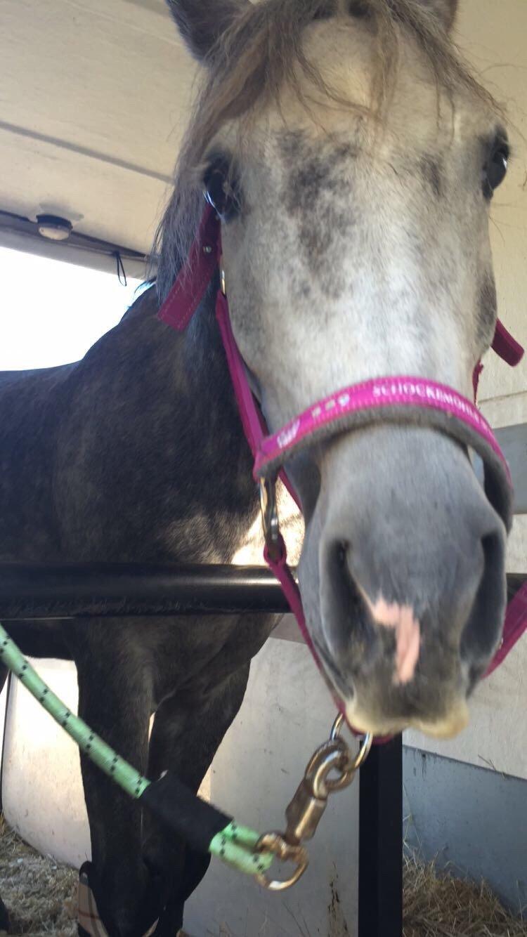 Anden særlig race Bækkeskovens Hurricane billede 17