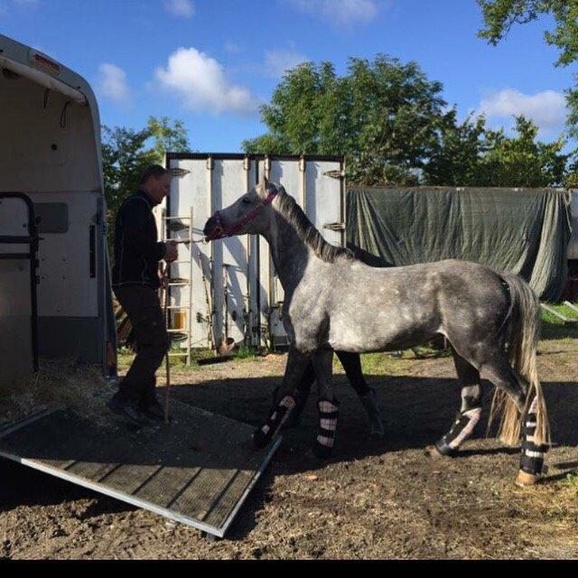 Anden særlig race Bækkeskovens Hurricane billede 18