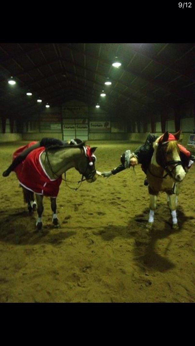 New Forest My little pony topper  billede 19