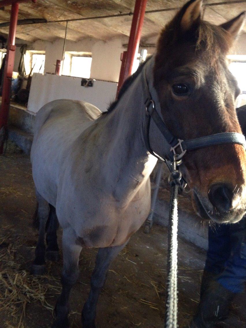 New Forest My little pony topper  billede 20