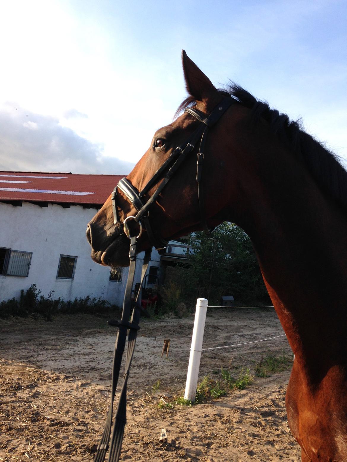 Dansk Varmblod Willma billede 6