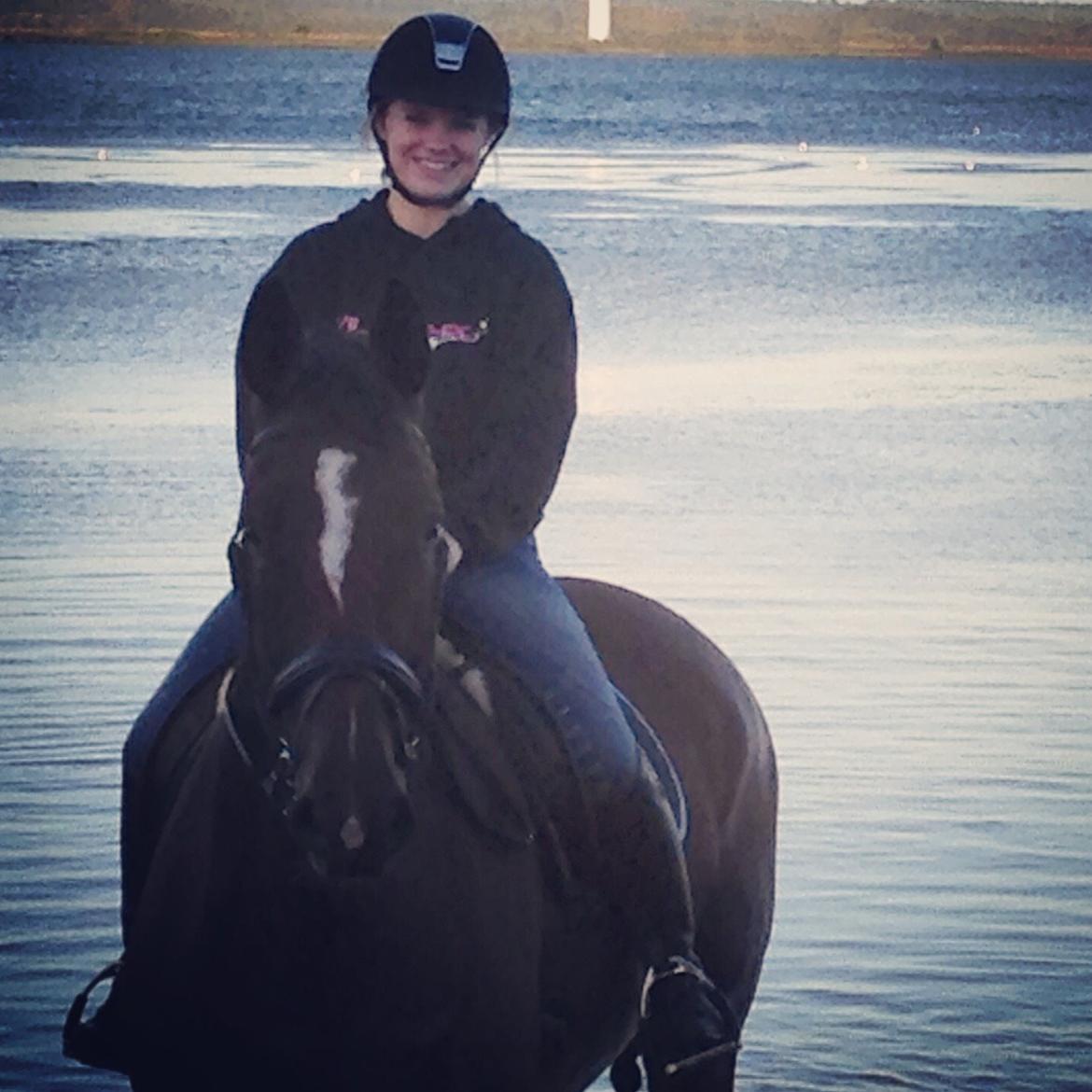 Dansk Varmblod Willma billede 8