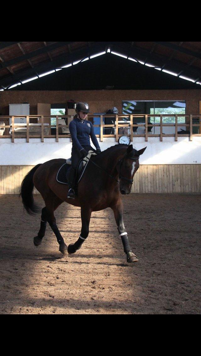 Dansk Varmblod Willma billede 5