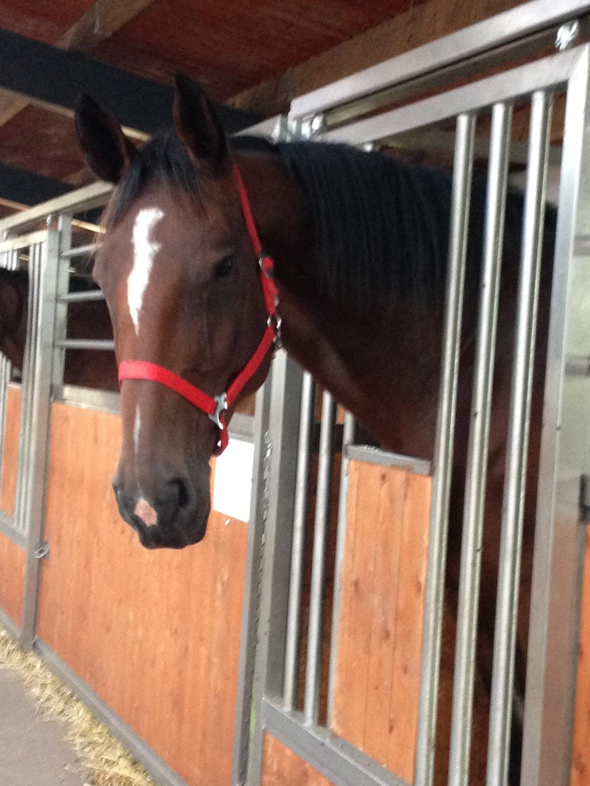 Dansk Varmblod Willma billede 3