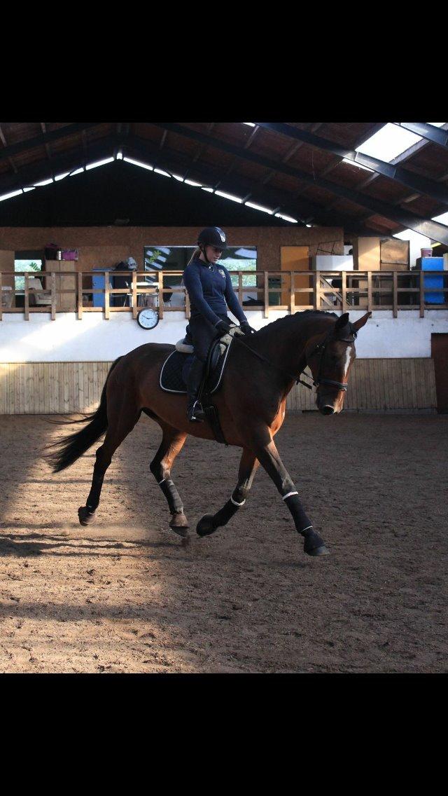 Dansk Varmblod Willma billede 9